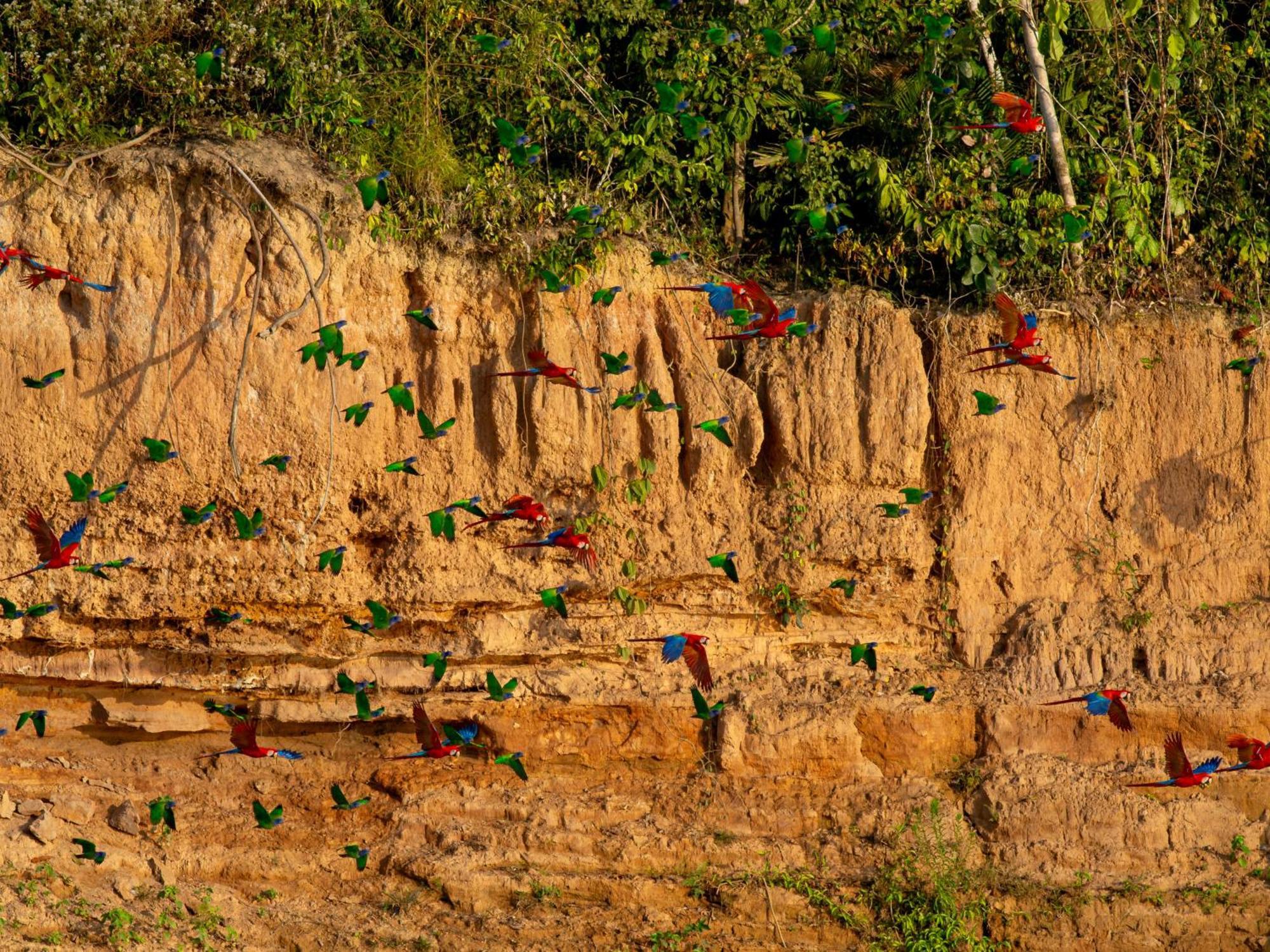 Refugio Amazonas Lodge Tambopata Buitenkant foto